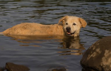 Güzel Labrador köpeği nehirde yüzüyor.