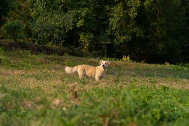 Güzel Labrador köpeği yeşil çayırda yürüyüşe çıktı.