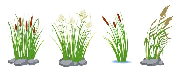 Stock und Schilf im grünen Gras. Sumpf- und Flusspflanzen. Vektorflache Illustration. — Stockvektor