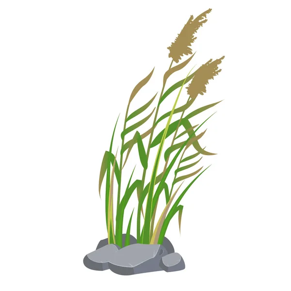 Zuckerrohr und Schilf im grünen Gras. Sumpf- und Flusspflanzen. Vektorflache Illustration — Stockvektor