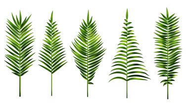 Palmiye, beyaz arka planda izole edilmiş vektör çizimi bırakır. Tropik hindistan cevizi ağacı dalı. Egzotik bitkinin yeşil yaprakları. Çiçek tasarım elementi. Botanik koleksiyonu