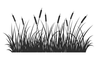 Bataklık çimi kamış vektör çizimi beyaz arka planda izole edildi. Nehir bataklığı ve göl boyundaki uzun boğalar. Vahşi çalılar silueti. Su bitkilerinin çalılıklarıyla kıyı yaz doğası