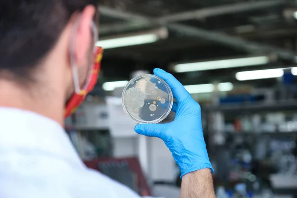Naukowiec Masce Ochronnej Trzymający Szalkę Petriego Koloniami Bakteryjnymi Rutynowa Koncepcja — Zdjęcie stockowe
