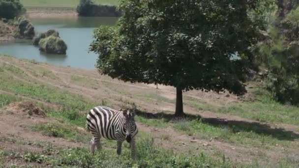 Plains Zebra Equus Quagga Τρώγοντας Χόρτο Στο Φυσικό Πάρκο Cabarceno — Αρχείο Βίντεο
