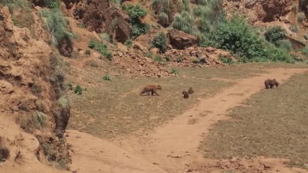 Twee Baby Bruine Beren Spelen Twee Volwassenen Lopen Cabarceno Natural — Stockvideo