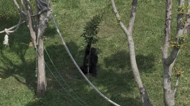 Vista Superior Gorila Comendo Folhas Parque Natural Cabarceno Cantábria Espanha — Vídeo de Stock