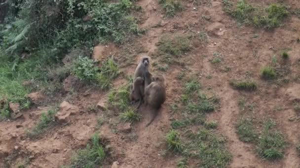 Guiné Babuínos Papio Papio Mãe Amamentando Bebê Enquanto Outro Está — Vídeo de Stock