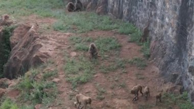 İspanya 'nın Cantabria kentindeki Cabarceno Doğal Parkı' nda çiçek ve ot yiyen babunlar (Papio papio)..