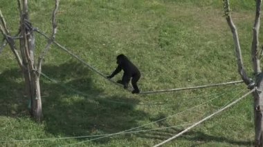 İspanya, Cantabria 'daki Cabarceno Doğal Parkı' nda bir halata tırmanan goril..