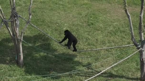 Gorilas Trepando Una Cuerda Parque Natural Cabarceno Cantabria España — Vídeos de Stock
