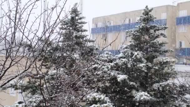 Video Van Sneeuw Vallen Een Pijnboom Een Buurt Sneeuwen Winter — Stockvideo