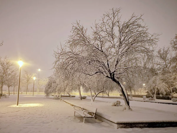 Χιονόμπαλα Χιονοθύελλα Πάρκο Χιονίζει Χειμώνα Ιανουάριος 2021 Στη Μαδρίτη Ισπανία — Φωτογραφία Αρχείου