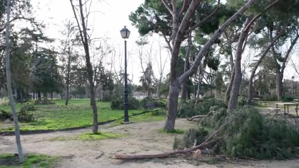 西班牙马德里 2021年2月15日 雪灾过后 马德里圣伊西德罗公园的树木倒下 被毁的树 折断的树枝 自然灾害 — 图库视频影像