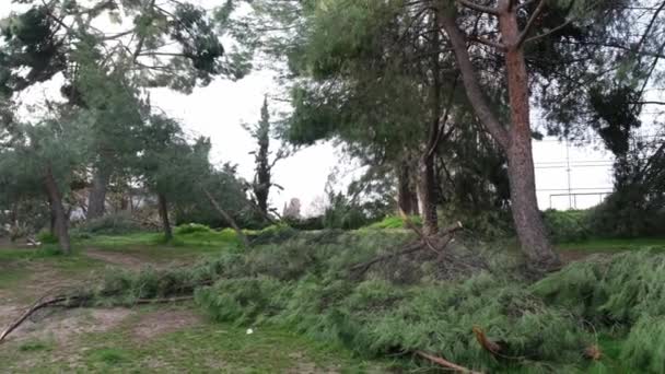 Padlé Stromy Parku San Isidro Madridu Sněhové Bouři Filomena Zničené — Stock video