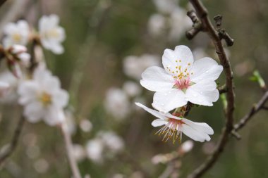 Badem ağacı çiçeği yakın plan. Su yapraklara damlıyor..