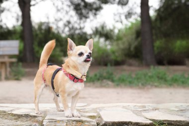 Parkta koşum takımı takmış, dili dışarı sarkık bir Chihuahua. Küçük beyaz ve kahverengi köpek..