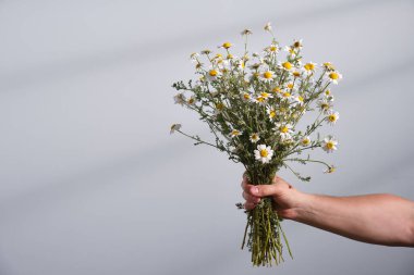 Mans açık mavi arka planda bir buket beyaz papatya çiçeği tutuyor. Aydınlık ve karanlık aydınlık arasında.