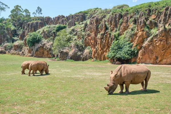 Rinocerontes comiendo hierba en el Parque Natural de Cabarceno en Cantabria — Foto de Stock