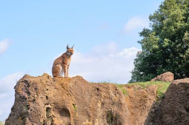 Cabarceno Doğal Parkı 'ndaki dağın tepesindeki Avrasyalı vaşak.