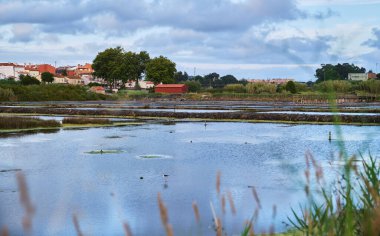 Portekiz, Aveiro 'daki tuz düzlüklerinde siyah kanatlı kuş..