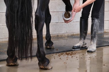 Unrecognizable horse owner cleaning horse hoof with a hoof picker scraping off dust. clipart