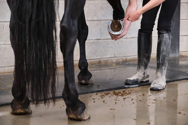 Unrecognizable horse owner cleaning horse hoof with a hoof picker scraping off dust.