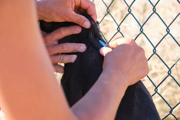 Close Van Een Zwarte Verdwaalde Puppy Vaccinatie Door Twee Personen — Stockfoto