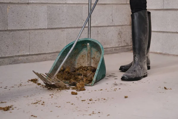 Des Ouvriers Agricoles Méconnaissables Nettoient Les Excréments Chevaux — Photo