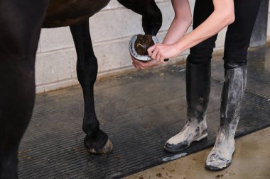 Tanınmayan at sahibi, toynak toplayıcısıyla at toynağı temizliyor..