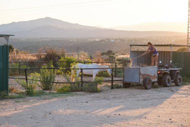 Genç kadın çiftlik sahibi gün batımında atları beslemek için saman topluyor..