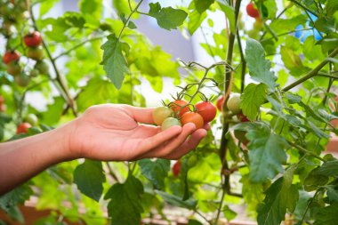Tanımlanamayan bir adam domates bitkisindeki bir demet kiraz domatesi inceliyor..