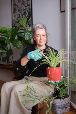 Gri saçlı kadın bahçe eldivenleri takıyor. Kırmızı tencerede örümcek otları buduyor.