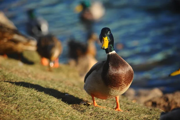 Le canard de la ville regarde droit dans l'âme — Photo