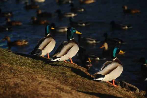 Les Canards Jumeaux Tiennent Magnifiquement Dans Une Rangée Sur Rive — Photo