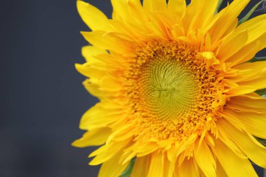 Karanlık bir arka planda ayçiçeği.