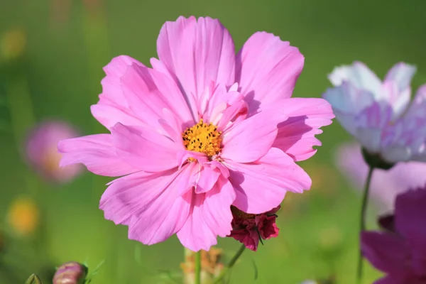 Wildflowers Summer — Stock Photo, Image
