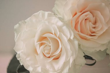 Beyaz güllerin narin çiçekleri, yakın plan.