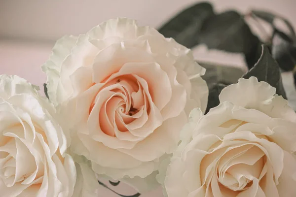 Delicate Flowers White Roses Close — Stock Photo, Image