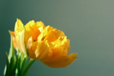 Sarı laleler açan büyük tomurcuklar.