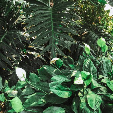 Sıcak bir yaz gününde çeşitli tropikal bitkiler