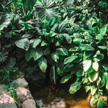 Sıcak bir yaz gününde çeşitli tropikal bitkiler