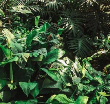 Sıcak bir yaz gününde çeşitli tropikal bitkiler