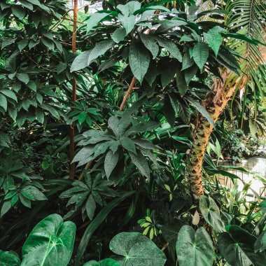 Sıcak bir yaz gününde çeşitli tropikal bitkiler