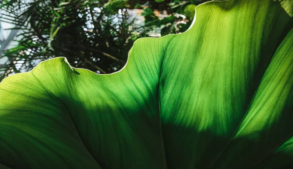 Hoja Verde Grande Planta Tropical Textura — Foto de Stock