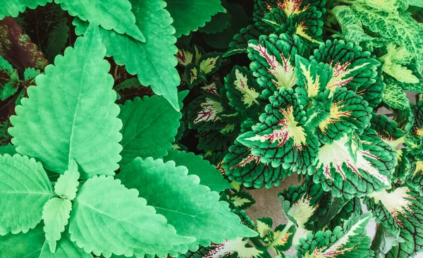 Las Hojas Planta Del Coleus Florecen Verano — Foto de Stock