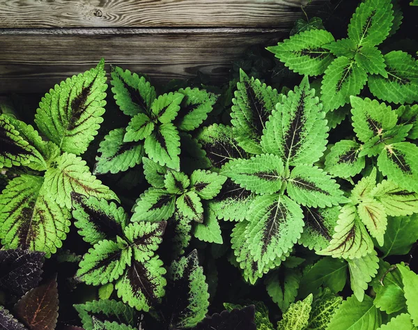 Feuilles Plante Coleus Fleurissent Été — Photo