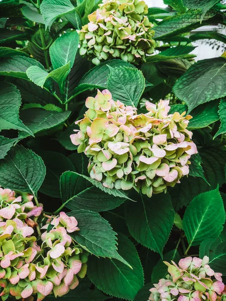 Flores Hortensias Jardín — Foto de Stock