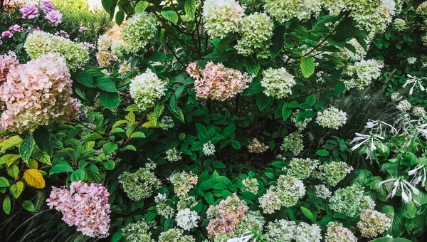 Hydrangea Цветы Саду — стоковое фото