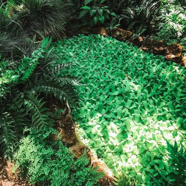 Una Variedad Plantas Tropicales Cálido Día Verano — Foto de Stock