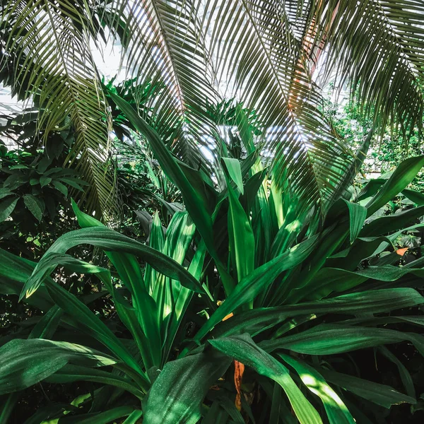 Разнообразие Тропических Растений Теплый Летний День — стоковое фото